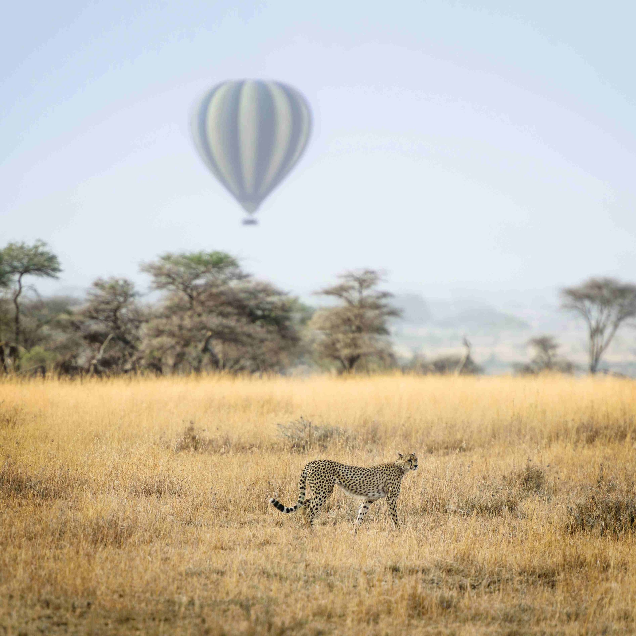 Serengeti