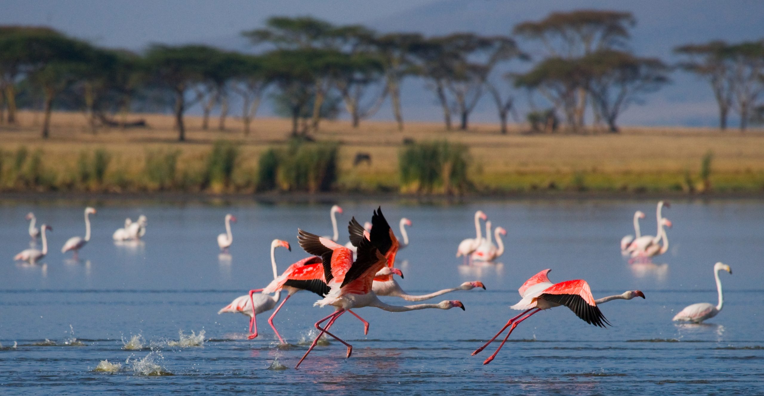 Lake manyara