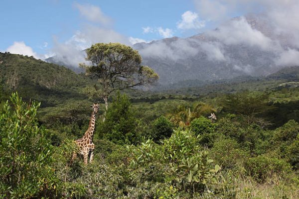 View of Arusha national Park in Tanzania with one giraffe in the foreground and a second in the distance; in the background is Mount Arusha shrouded in low cloud.