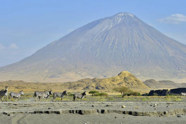 Zebras at the foot of the Lengai (Ol Doinyo Lengai) Volcano. Tanzania. Africa.
