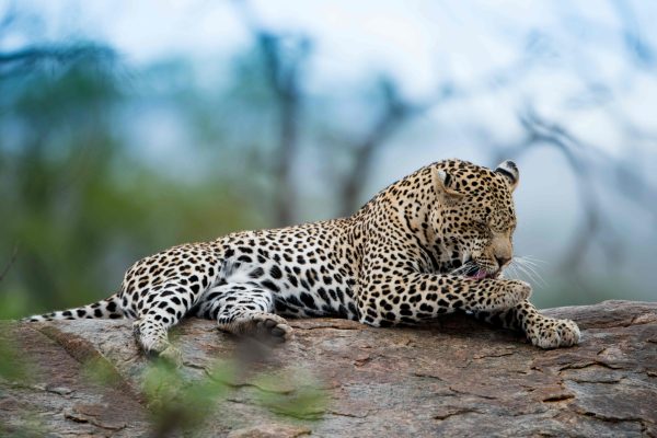 beautiful-shot-african-leopard-resting-rock-with-blurred-background