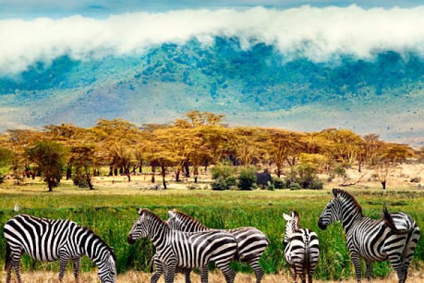 Zebras of Ngorongoro crater. Tanzania, Africa.