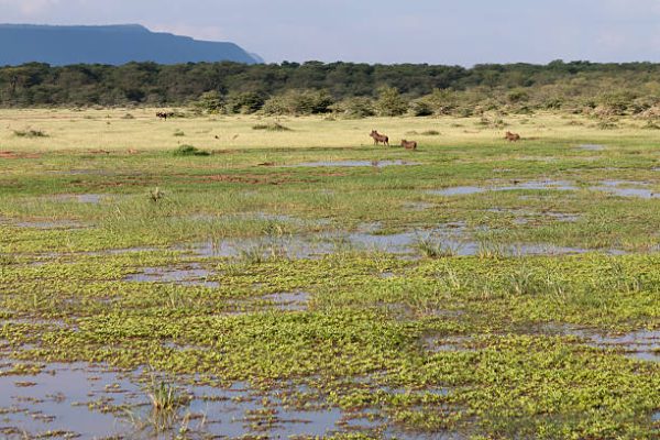 Warthogs in marsh