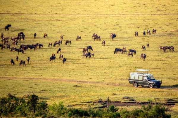 Safari concept. Safari car with wildebeests in african savannah. Masai Mara national park, Kenya