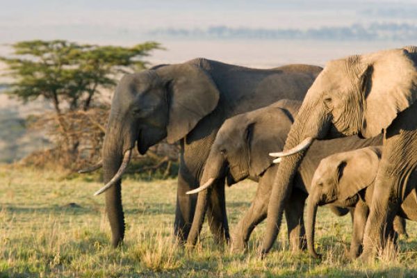African Elephants on the Masai Mara, Kenya, Africa