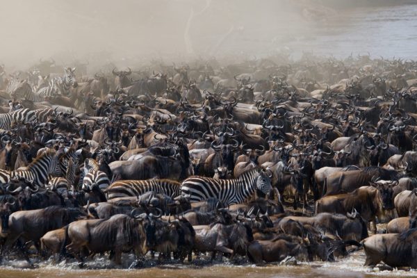 Wildebeests are crossing Mara river. Great Migration. Kenya. Tan